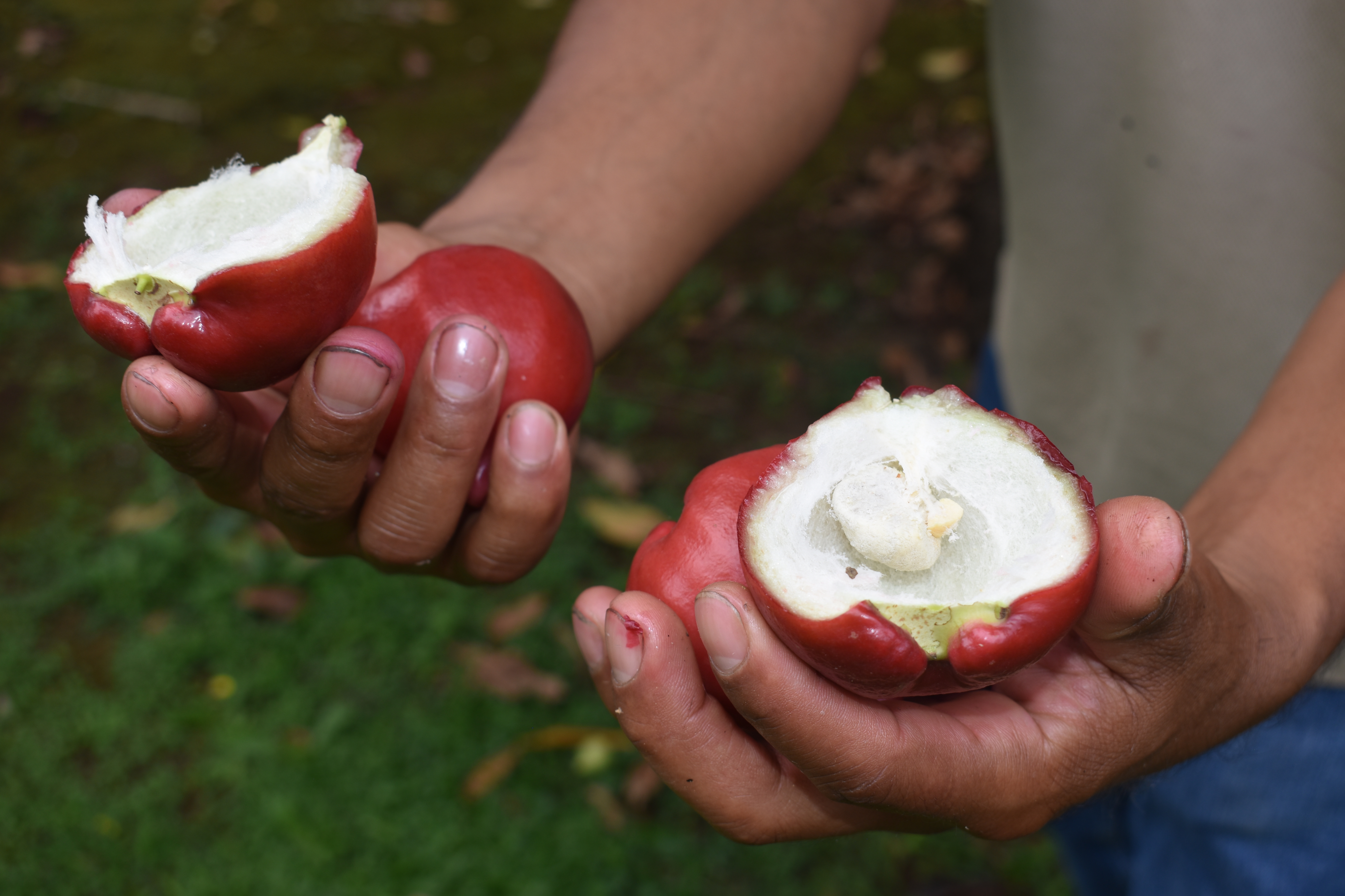 Photo 10- jambu cut.JPG